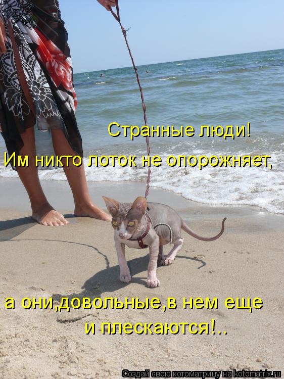 Котоматрица: Странные люди! Им никто лоток не опорожняет, а они,довольные,в нем еще и плескаются!..