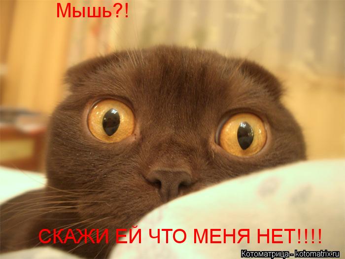 Мышь?! СКАЖИ ЕЙ ЧТО МЕНЯ НЕТ!!!!... Котоматрица: Мышь?! СКАЖИ ЕЙ ЧТО МЕНЯ НЕТ!!!!