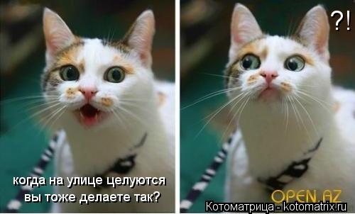 Котоматрица: когда на улице целуются  вы тоже делаете так? ?!
