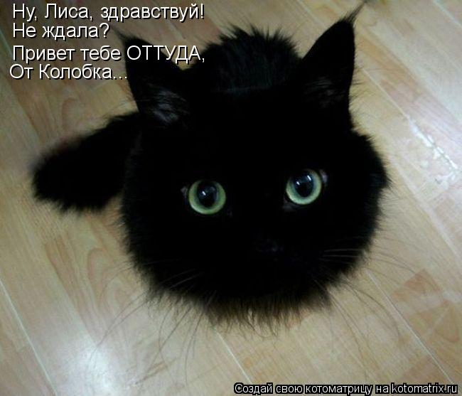 Ну, Лиса, здравствуй! Не ждала? Привет тебе ОТТУДА, От Колобка...... Котоматрица: Ну, Лиса, здравствуй! Не ждала? Привет тебе ОТТУДА, От Колобка...