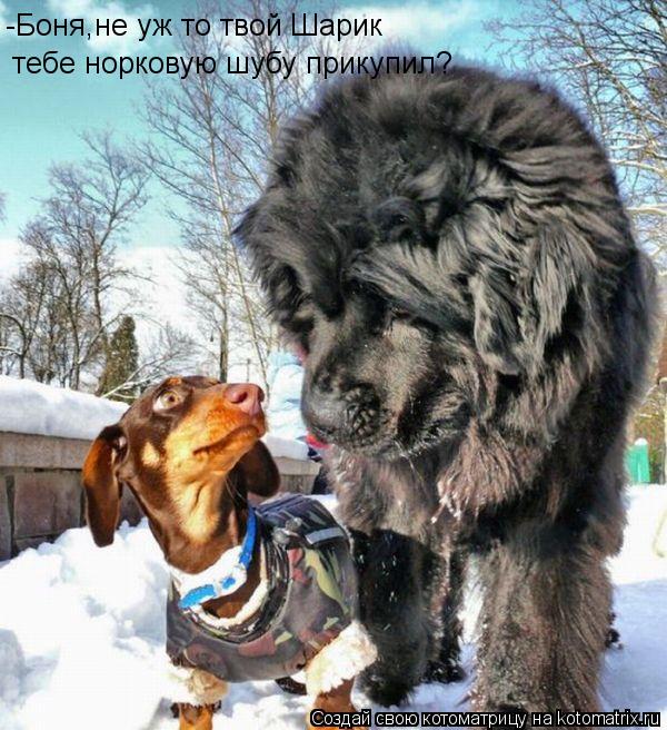 -Боня,не уж то твой Шарик тебе норковую шубу прикупил?... Котоматрица: -Боня,не уж то твой Шарик тебе норковую шубу прикупил?