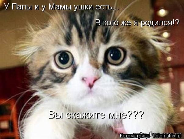 Котоматрица: У Папы и у Мамы ушки есть... В кого же я родился!? Вы скажите мне???