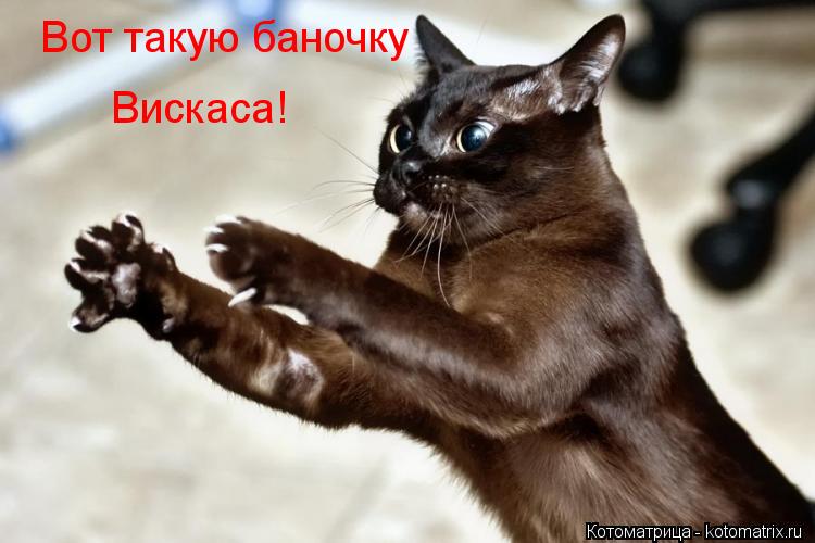 Вот такую баночку Вискаса!... Котоматрица: Вот такую баночку Вискаса!