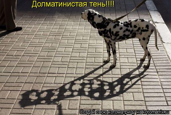 Долматинистая тень!!!!... Котоматрица: Долматинистая тень!!!!