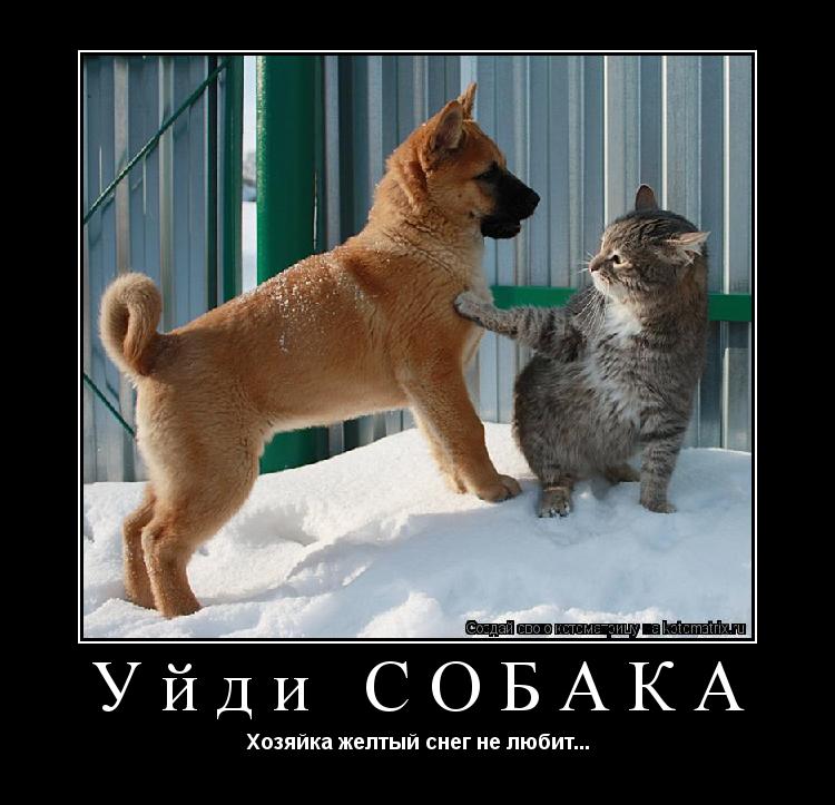 Уйди СОБАКА Хозяйка желтый снег не любит...... Котоматрица: Уйди СОБАКА Хозяйка желтый снег не любит...