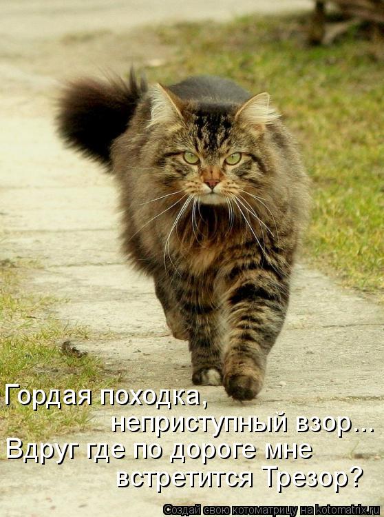 Котоматрица: Гордая походка,  неприступный взор... Вдруг где по дороге мне встретится Трезор?