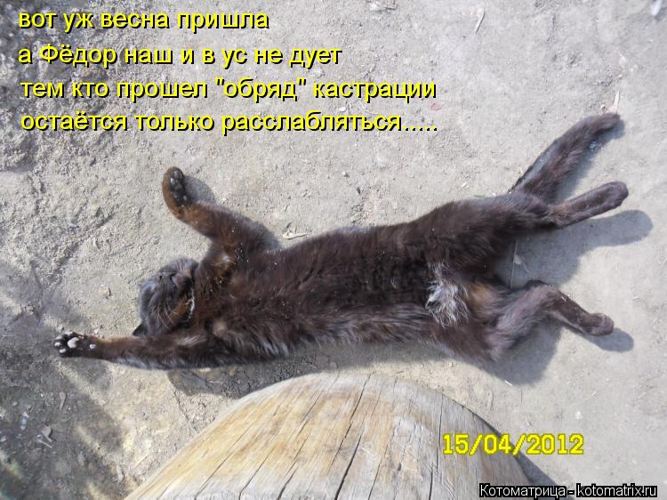 вот уж весна пришла а Фёдор наш и в ус не дует тем кто прошел "обряд" кастрации остаётся только рассл... Котоматрица: вот уж весна пришла а Фёдор наш и в ус не дует тем кто прошел "обряд" кастрации остаётся только расслабляться.....