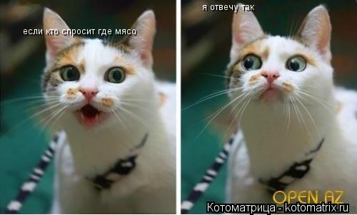 Котоматрица: если кто спросит где мясо я отвечу так