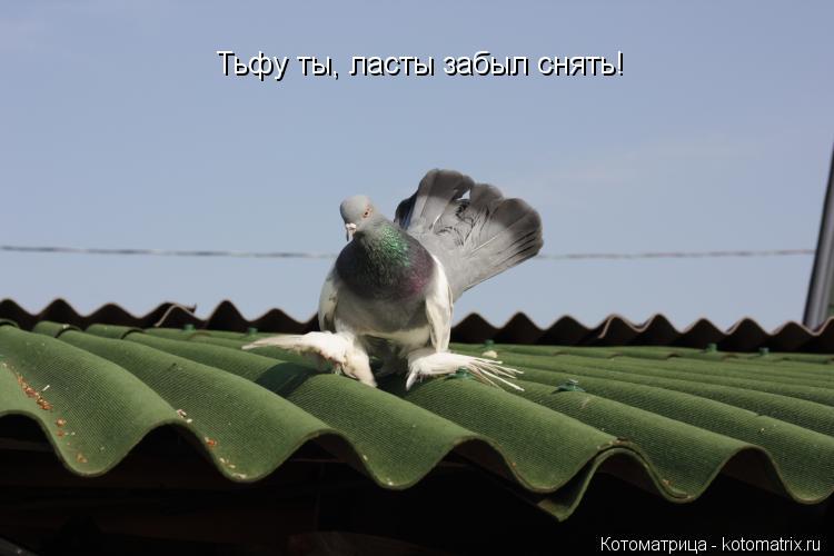 Котоматрица: Тьфу ты, ласты забыл снять!
