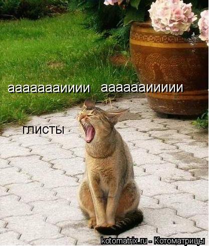аааааааииии ааааааиииии глисты... Котоматрица: аааааааииии ааааааиииии глисты