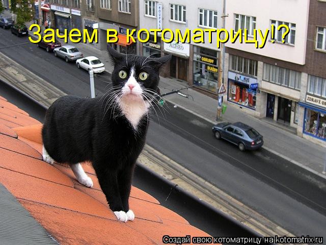 Зачем в котоматрицу!?... Котоматрица: Зачем в котоматрицу!?