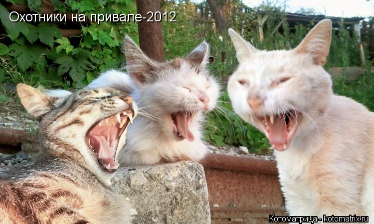 Котоматрица: Охотники на привале-2012