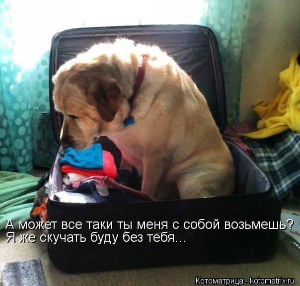 А может все таки ты меня с собой возьмешь? Я же скучать буду без тебя...... Котоматрица: А может все таки ты меня с собой возьмешь? Я же скучать буду без тебя...