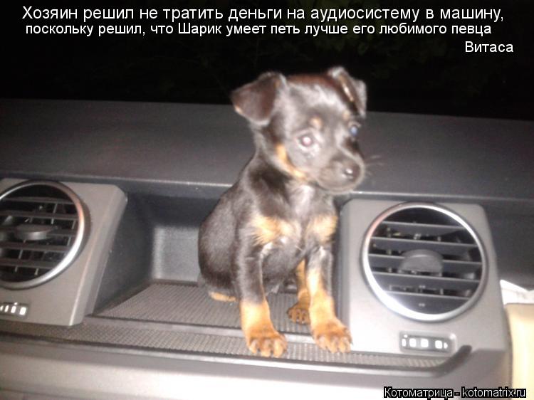 Котоматрица: Хозяин решил не тратить деньги на аудиосистему в машину, поскольку решил, что Шарик умеет петь лучше его любимого певца Витаса