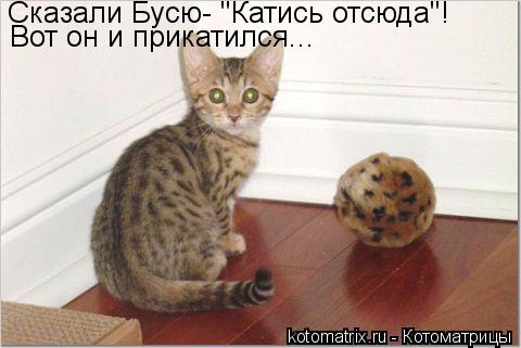 Котоматрица: Сказали Бусю- "Катись отсюда"! Вот он и прикатился...