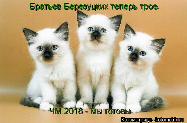 Братьев Березуцких теперь трое. ЧМ 2018 - мы готовы... Котоматрица: Братьев Березуцких теперь трое. ЧМ 2018 - мы готовы