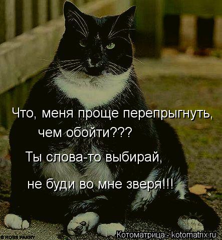 Котоматрица: Что, меня проще перепрыгнуть, чем обойти??? Ты слова-то выбирай, не буди во мне зверя!!!