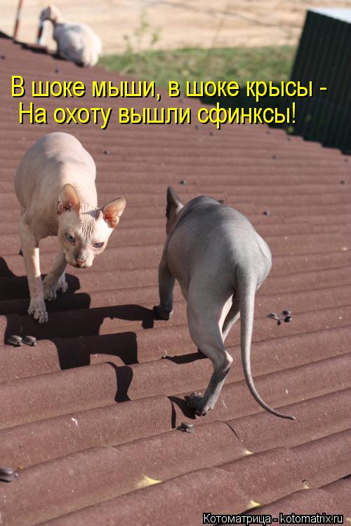В шоке мыши, в шоке крысы - На охоту вышли сфинксы!... Котоматрица: В шоке мыши, в шоке крысы - На охоту вышли сфинксы!