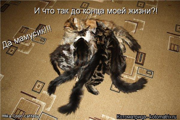 Котоматрица: И что так до конца моей жизни?! Да мамусик!!!