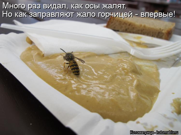Много раз видал, как осы жалят. Но как заправляют жало горчицей - впервые!... Котоматрица: Много раз видал, как осы жалят. Но как заправляют жало горчицей - впервые!