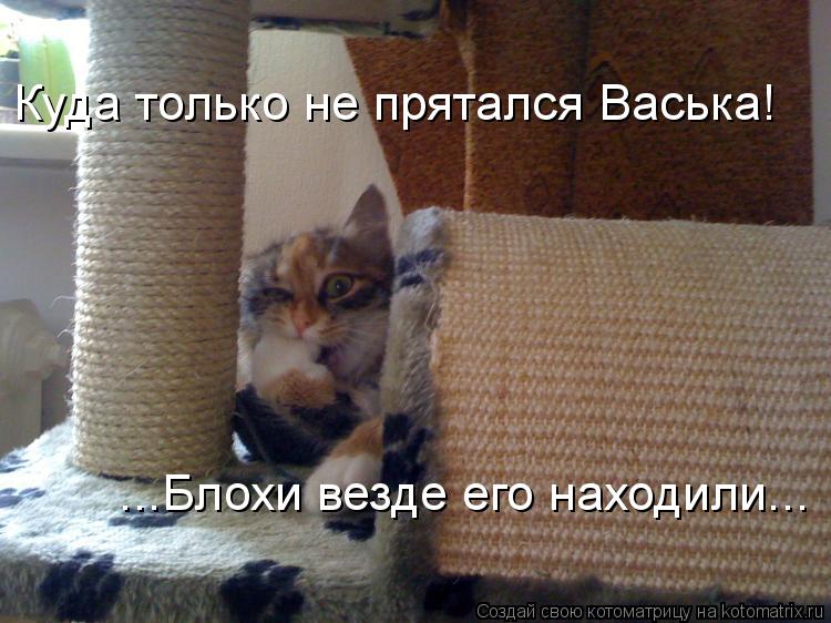 Куда только не прятался Васька! ...Блохи везде его находили...... Котоматрица: Куда только не прятался Васька! ...Блохи везде его находили...