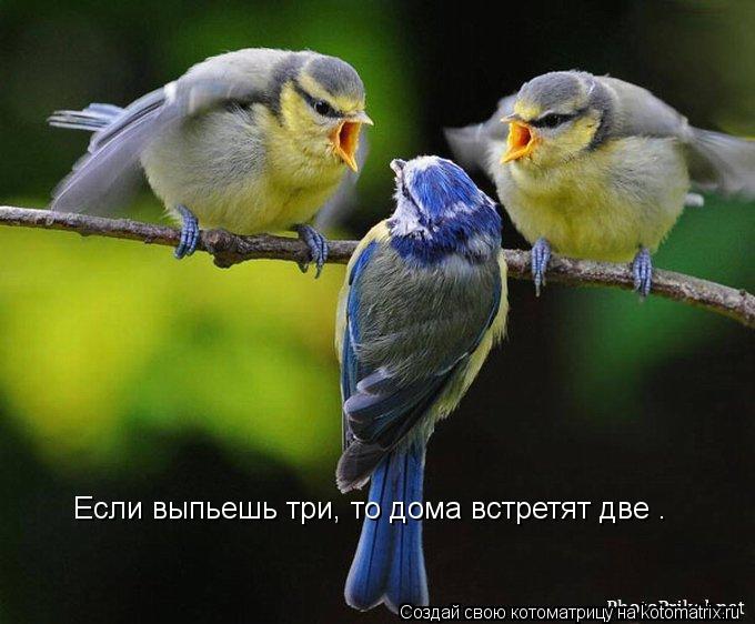 Котоматрица: Если выпьешь три, то дома встретят две .