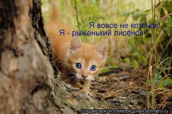 Я вовсе не котёнок! Я - рыженький лисёнок!... Котоматрица: Я вовсе не котёнок! Я - рыженький лисёнок!
