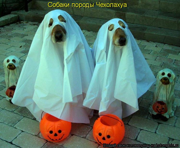 Котоматрица: Собаки породы Чехолахуа