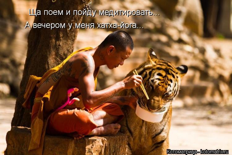 Котоматрица: Ща поем и пойду медитировать... А вечером у меня хатха-йога...