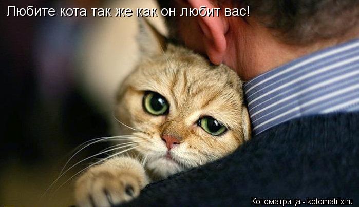 Любите кота так же как он любит вас!... Котоматрица: Любите кота так же как он любит вас!