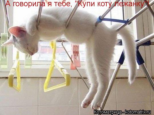 А говорила я тебе, "Купи коту лежанку"!... Котоматрица: А говорила я тебе, "Купи коту лежанку"!