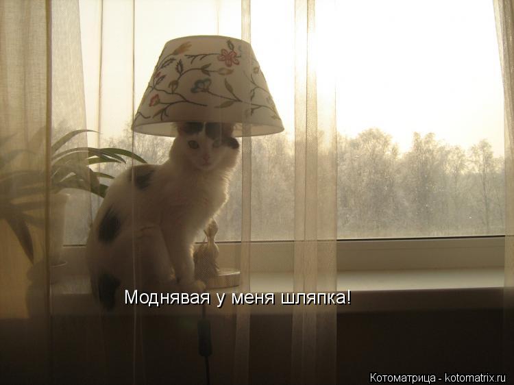 Котоматрица: Моднявая у меня шляпка!