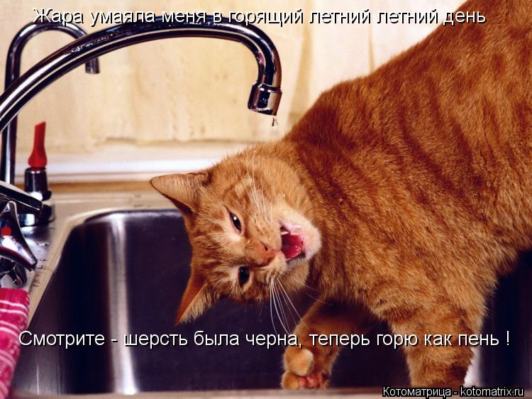 Жара умаяла меня в горящий летний летний день Смотрите - шерсть была черна, теперь горю как пень !... Котоматрица: Жара умаяла меня в горящий летний летний день Смотрите - шерсть была черна, теперь горю как пень !