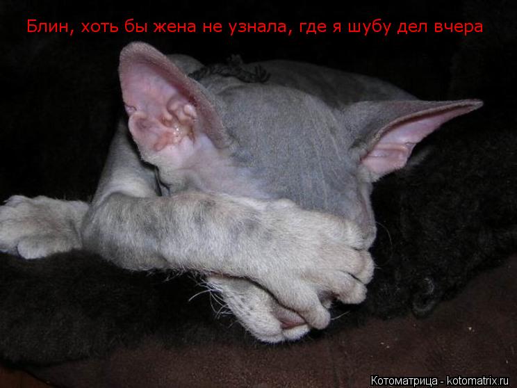 Блин, хоть бы жена не узнала, где я шубу дел вчера... Котоматрица: Блин, хоть бы жена не узнала, где я шубу дел вчера