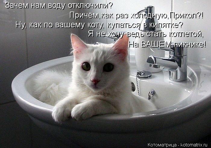 Ну, как по вашему коту, купаться в кипятке? Я не хочу ведь стать котлетой, На ВАШЕМ пикнике! Зачем на... Котоматрица: Ну, как по вашему коту, купаться в кипятке? Я не хочу ведь стать котлетой, На ВАШЕМ пикнике! Зачем нам воду отключили? Причём,как раз холодную,