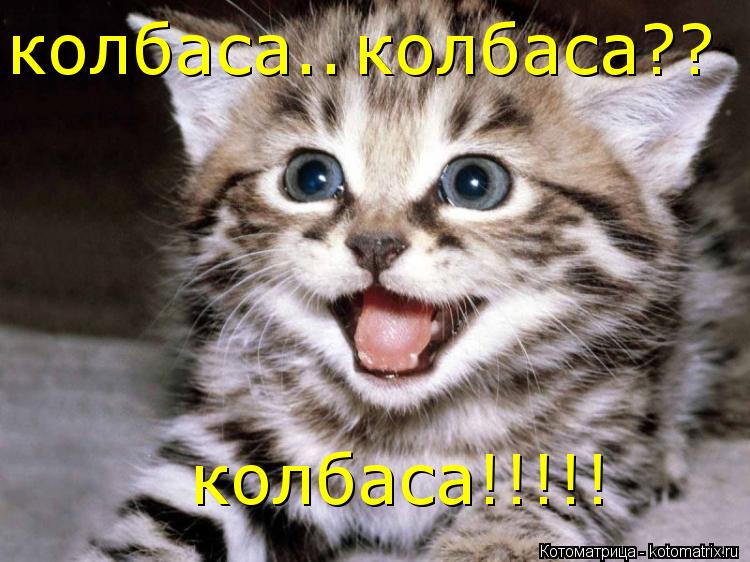 колбаса.. колбаса?? колбаса!!!!!... Котоматрица: колбаса.. колбаса?? колбаса!!!!!