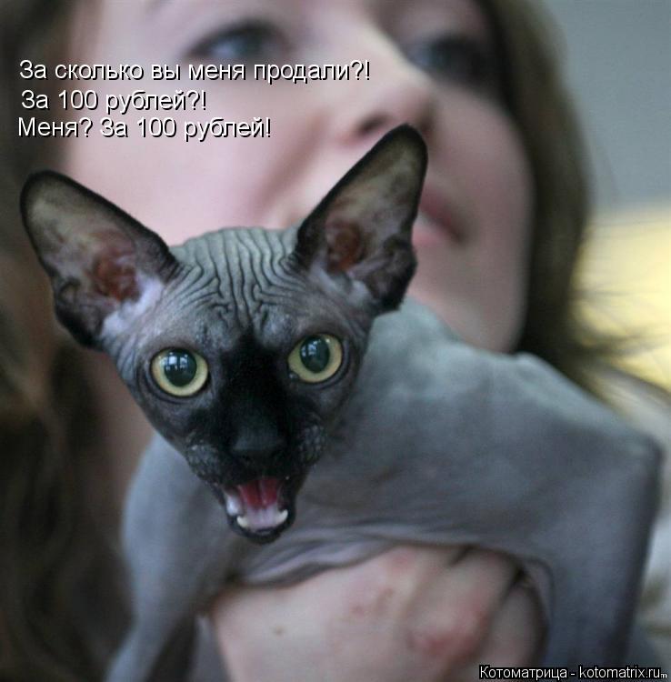 За сколько вы меня продали?! За 100 рублей?! Меня? За 100 рублей!... Котоматрица: За сколько вы меня продали?! За 100 рублей?! Меня? За 100 рублей!