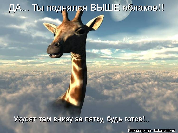 Котоматрица: ДА... Ты поднялся ВЫШЕ облаков!! Укусят там внизу за пятку, будь готов!..