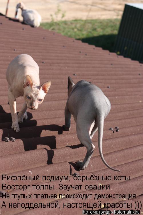 Рифлёный подиум, серьёзные коты. Восторг толпы. Звучат овации. Не глупых платьев происходит демонстр... Котоматрица: Рифлёный подиум, серьёзные коты. Восторг толпы. Звучат овации. Не глупых платьев происходит демонстрация А неподдельной, настоящей красот