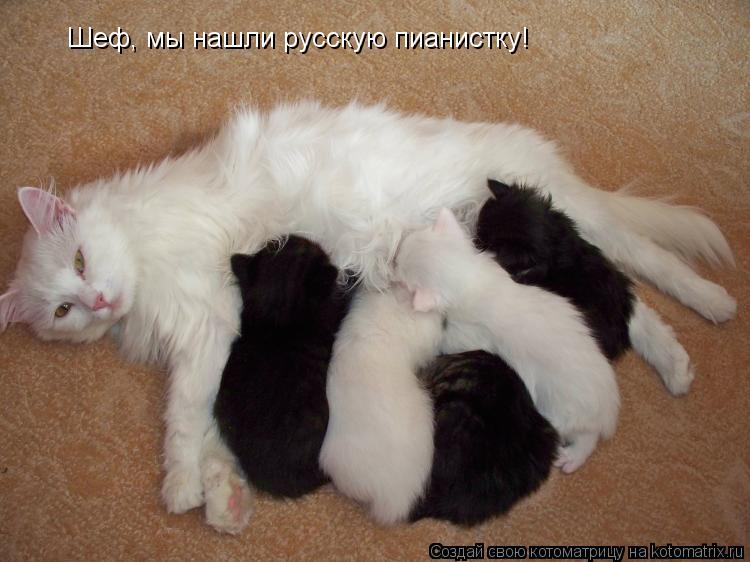 Котоматрица: Шеф, мы нашли русскую пианистку!
