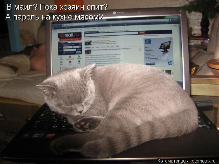 В маил? Пока хозяин спит? А пароль на кухне мясом?... Котоматрица: В маил? Пока хозяин спит? А пароль на кухне мясом?