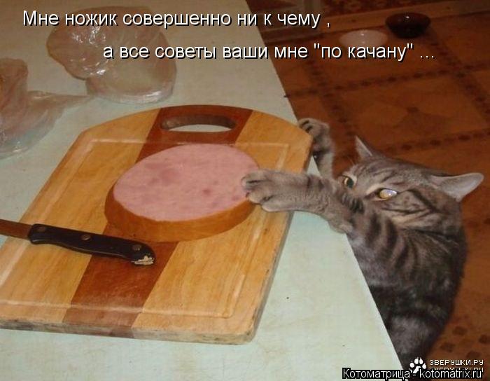 Мне ножик совершенно ни к чему , а все советы ваши мне "по качану" ...... Котоматрица: Мне ножик совершенно ни к чему , а все советы ваши мне "по качану" ...