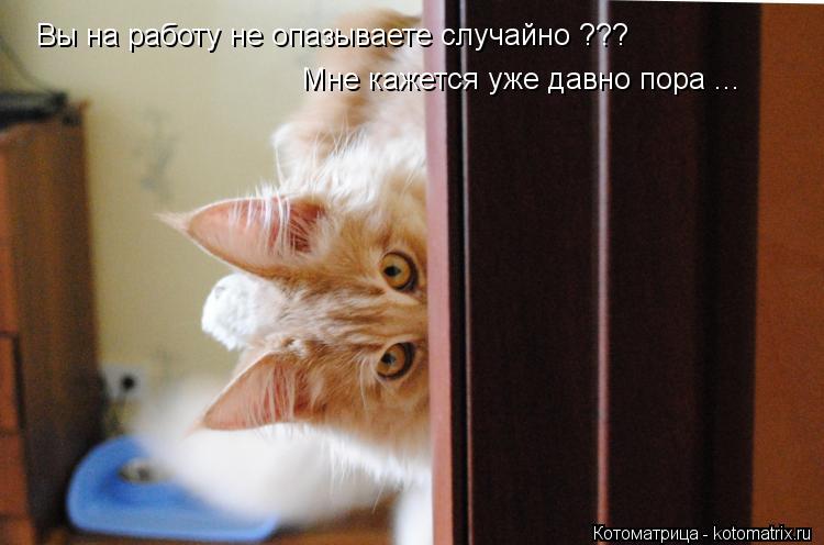 Котоматрица: Вы на работу не опазываете случайно ??? Мне кажется уже давно пора ...