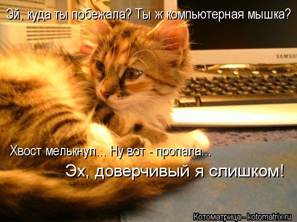 Эй, куда ты побежала? Ты ж компьютерная мышка? Хвост мелькнул... Ну вот - пропала... Эх, доверчивый... Котоматрица: Эй, куда ты побежала? Ты ж компьютерная мышка? Хвост мелькнул... Ну вот - пропала... Эх, доверчивый я слишком!