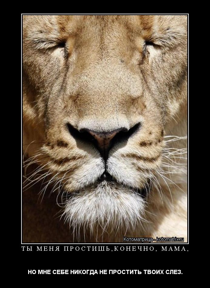 Котоматрица: ТЫ МЕНЯ ПРОСТИШЬ,КОНЕЧНО, МАМА, НО МНЕ СЕБЕ НИКОГДА НЕ ПРОСТИТЬ ТВОИХ СЛЕЗ.