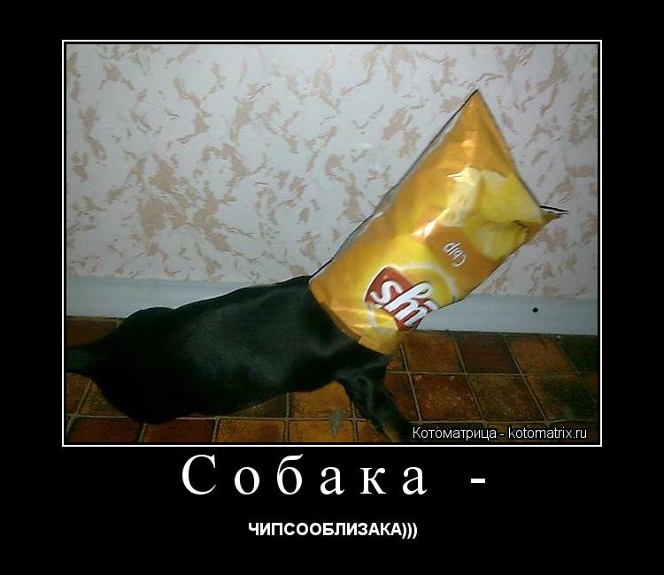 Собака - ЧИПСООБЛИЗАКА)))... Котоматрица: Собака - ЧИПСООБЛИЗАКА)))