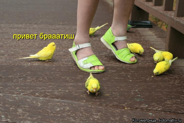 привет брааатиш... Котоматрица: привет брааатиш