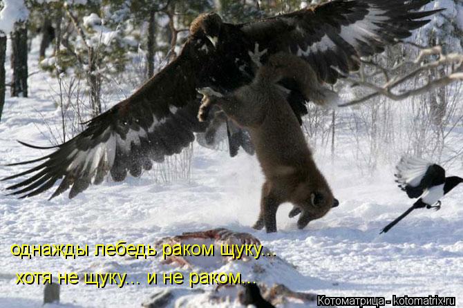 Котоматрица: однажды лебедь раком щуку... хотя не щуку... и не раком...
