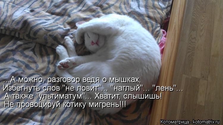 ...А можно, разговор ведя о мышках, Избегнуть слов "не ловит"... "наглый"... "лень"... А также "ульти... Котоматрица: ...А можно, разговор ведя о мышках, Избегнуть слов "не ловит"... "наглый"... "лень"... А также "ультиматум"... Хватит, слышишь! Не провоцируй котику ми