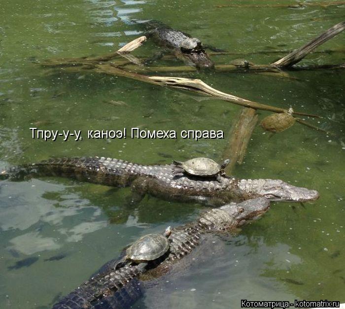 Тпру-у-у, каноэ! Помеха справа... Котоматрица: Тпру-у-у, каноэ! Помеха справа